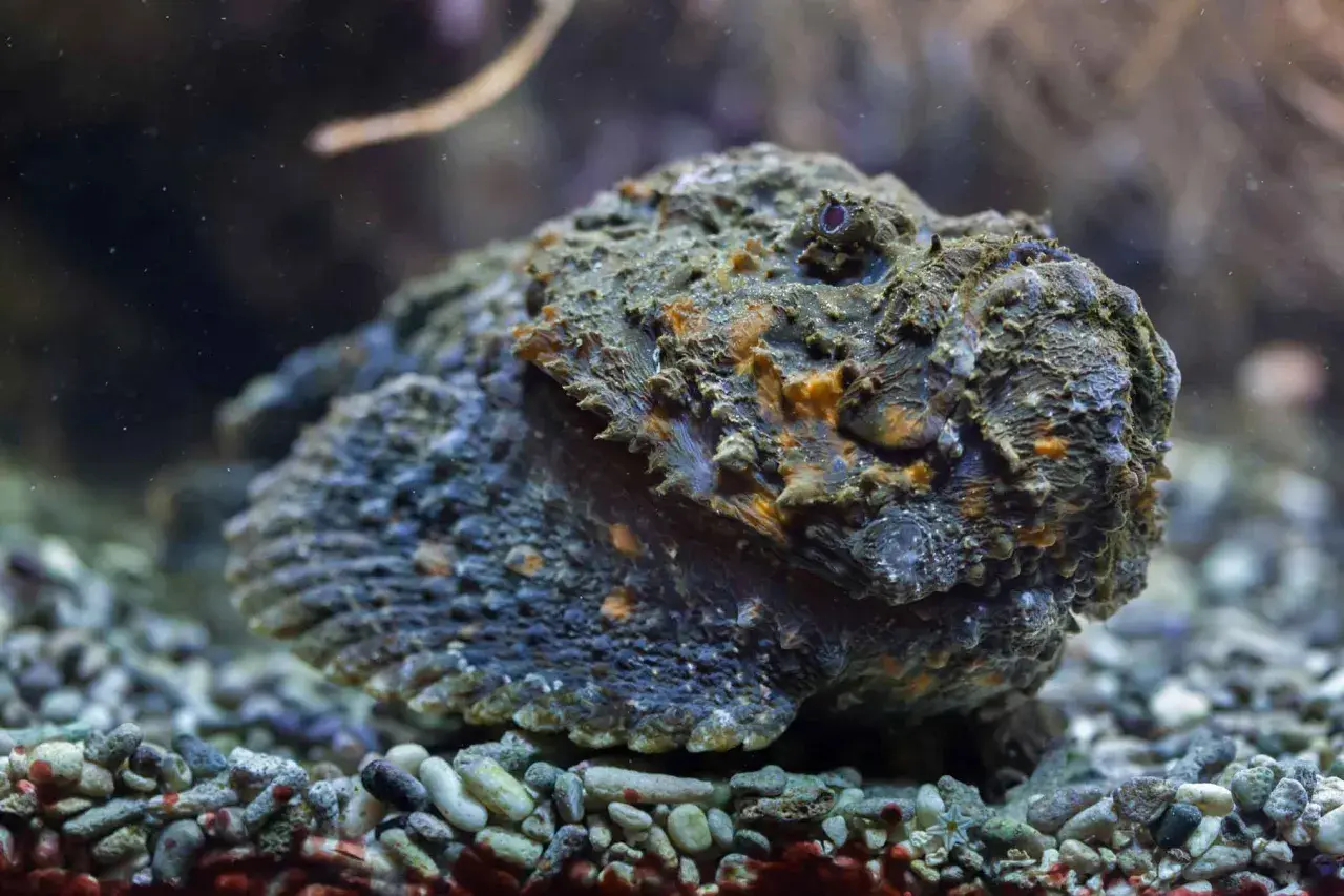 Un pez piedra, camuflado entre las rocas del fondo marino, parece una roca más. Podría ser un habitante de las costas de España.