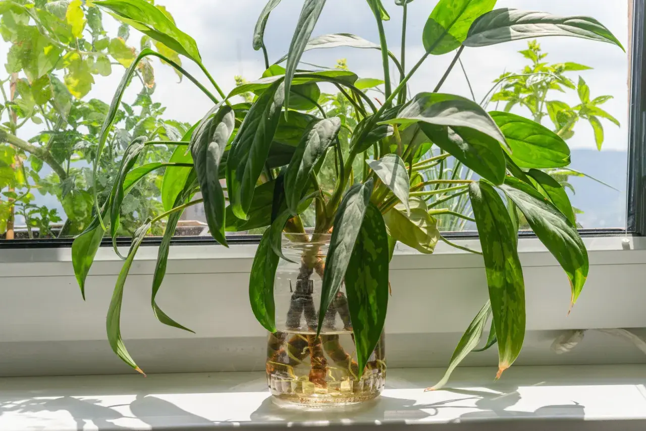 Aglaonema rozmnażanie w wodzie. Zielone liście rośliny w szklanym naczyniu, z widocznymi korzeniami.