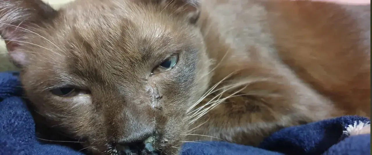 Primer plano de un gato marrón con un ojo lloroso y secreción nasal.