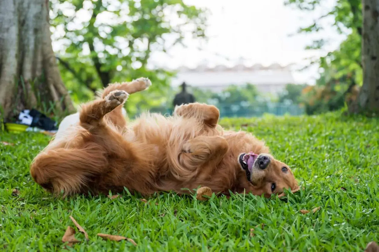 Golden retriever rolls on grass, tongue out. Perhaps it's trying to mask its scent, a reason why do dogs roll in poop.