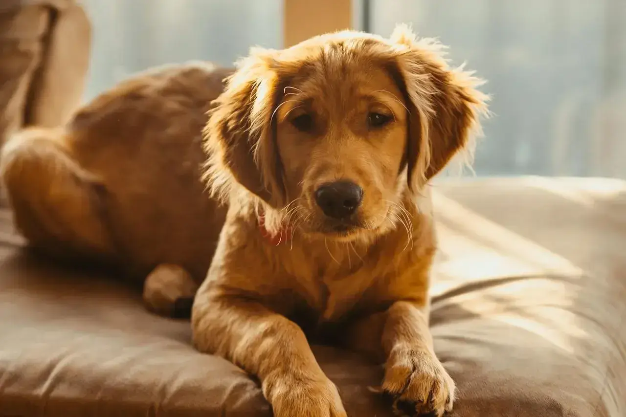 Słodki szczeniak golden retriever leży na kanapie, zastanawiając się, czy pies może jeść orzeszki ziemne.
