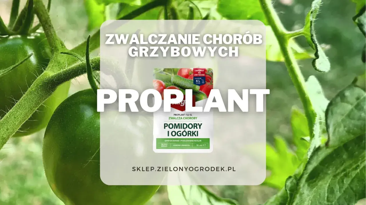 Proplant 722 SL jak stosować? Oprysk na pomidory i ogórki zwalcza choroby grzybowe. Długo działa, chroni i zwalcza.