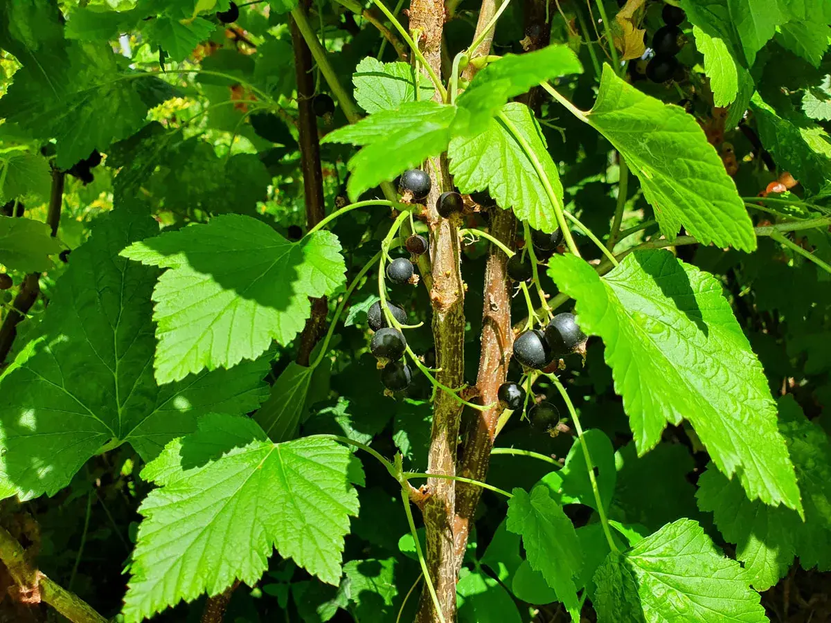 Gros plan sur une branche de plante cassis, avec des feuilles vertes vives et des grappes de baies noires mûres.