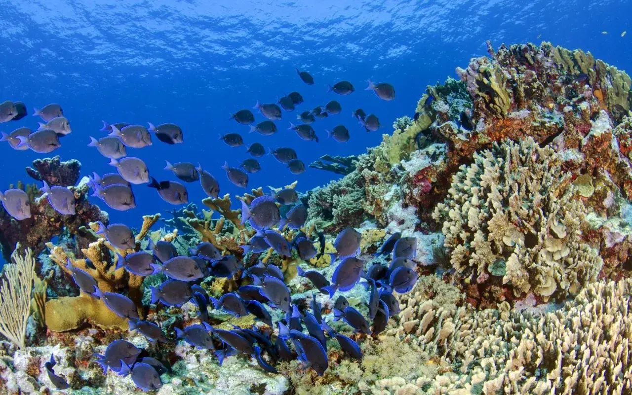 Una gran bandada de peces de arrecife azules y grises nada cerca de un vibrante arrecife de coral bajo el agua.