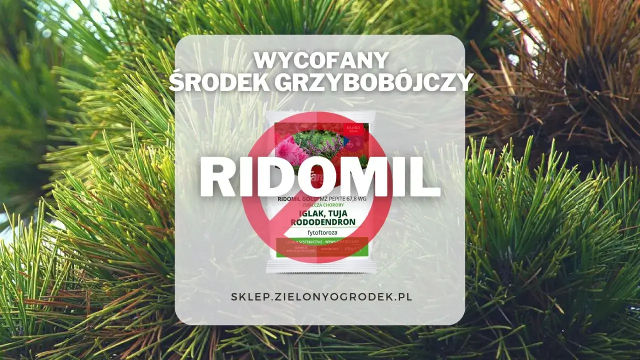 Informacja o tym, że Ridomil Gold wycofany. Środek grzybobójczy na iglaki, tuje i rododendrony.