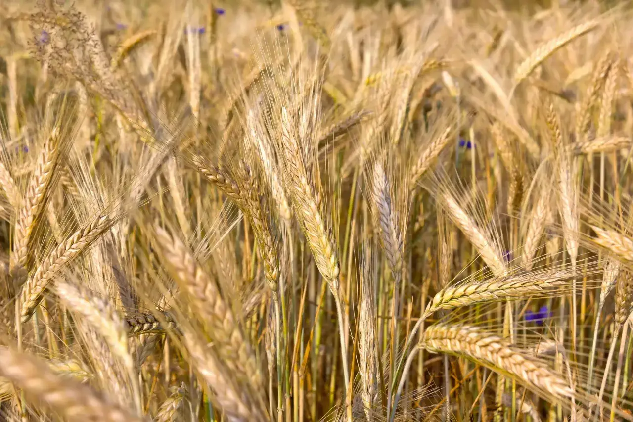 Champ de blé mûr, les épis dorés se balancent. La densité de semis de triticale kg/ha est optimisée pour une récolte abondante.