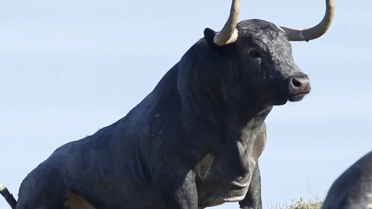 Toro bravo de la ganadería El Torreón, con imponentes cuernos y mirada desafiante, bajo un cielo azul.