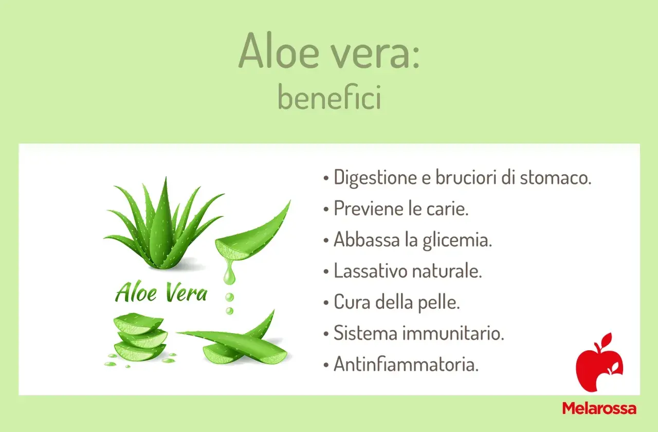 Aloe vera: benefici per digestione, pelle e sistema immunitario. La pianta è mostrata con foglie tagliate e gel.
