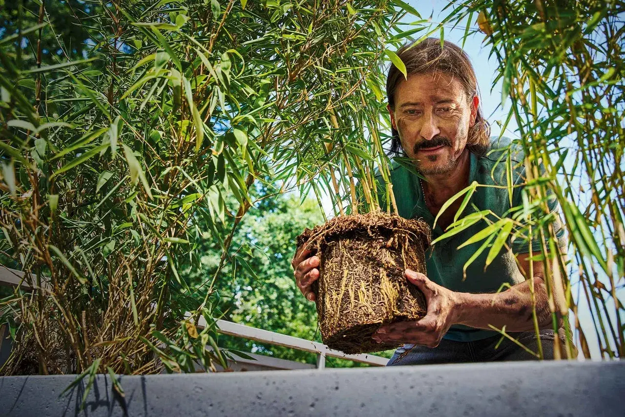 Man håller upp en **bambu i kruka** med välutvecklade rötter.