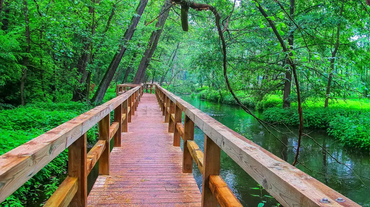 Drewniany mostek nad zieloną rzeką w lesie, idealne miejsce na jednodniowe wycieczki.