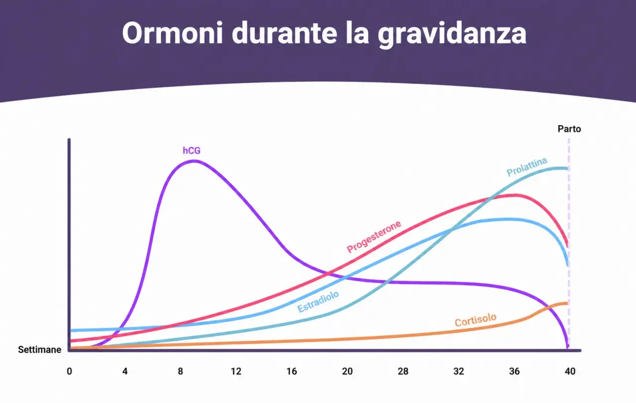 Grafico ormoni gravidanza: hCG, progesterone, estradiolo, prolattina, cortisolo. Valori beta hcg gemelli potrebbero essere più alti.