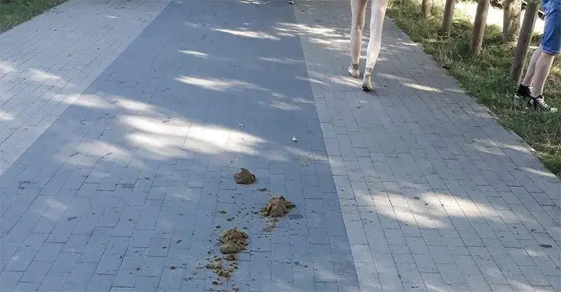 Czy można jeździć konno po chodniku? Oto nieznane przepisy i kary