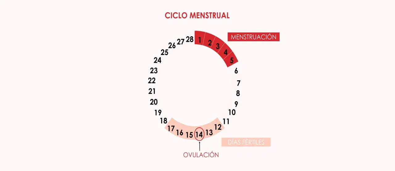 Diagrama del ciclo menstrual, mostrando la menstruación, los días fértiles y cuándo ovula una mujer, alrededor del día 14.