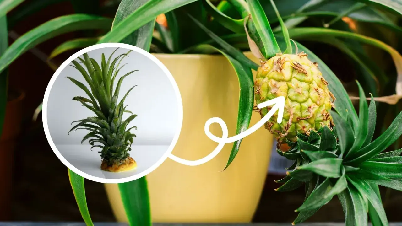 Ananas w doniczce, żółkną liście. Mała sadzonka obok pokazuje, jak roślina rośnie.