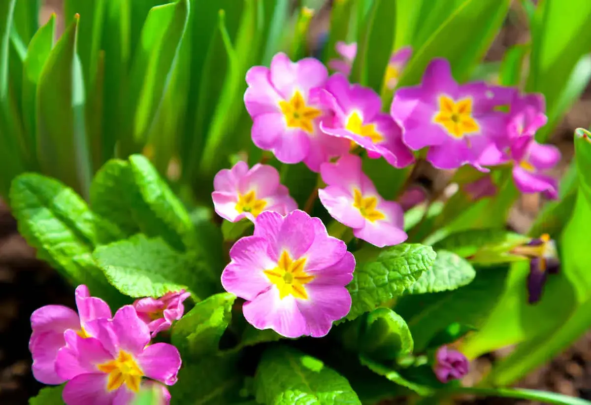 Fleurs de primevère roses et jaunes éclosent au soleil, annonçant le printemps.