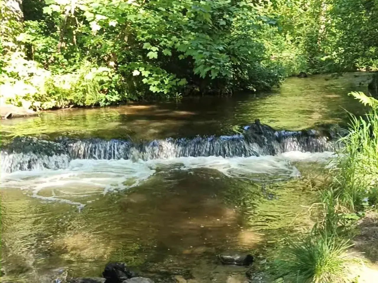 Szumy nad tanwią, gdzie woda spływa po kamieniach, otoczona bujną zielenią.