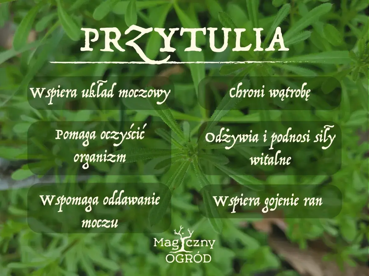 Przytulia czepna, znana też jako różański, wspiera układ moczowy, oczyszcza organizm i wspomaga gojenie ran.