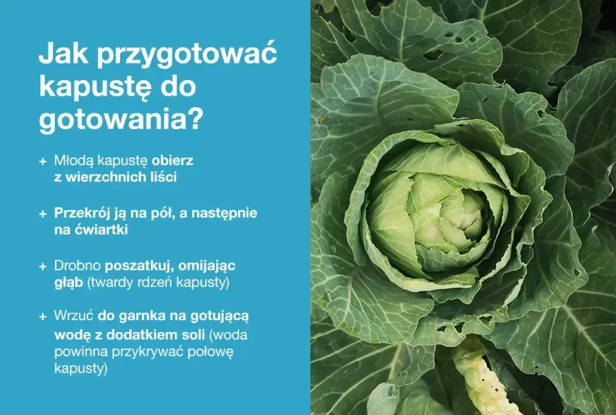 Młoda kapusta, gotowa do przygotowania. Instrukcja krok po kroku, jak ją obrać, pokroić i ugotować.