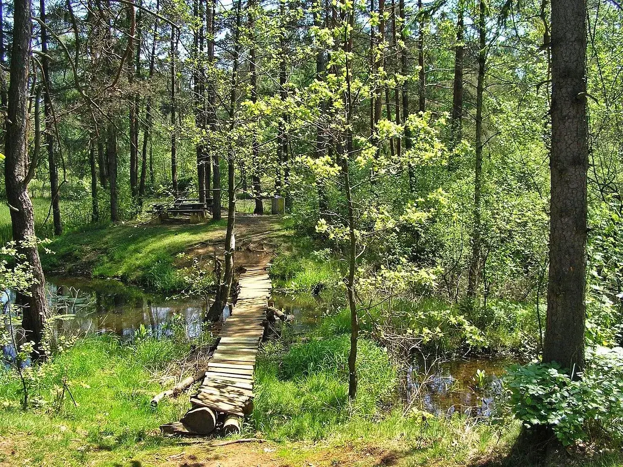 Drewniany mostek nad strumieniem w lesie, otoczony zielenią i drzewami.
