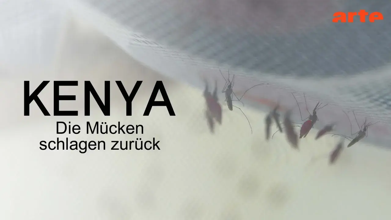 Mücken auf einem Moskitonetz in Kenia. Der Kampf gegen Malaria ist ein ständiger Wettlauf.