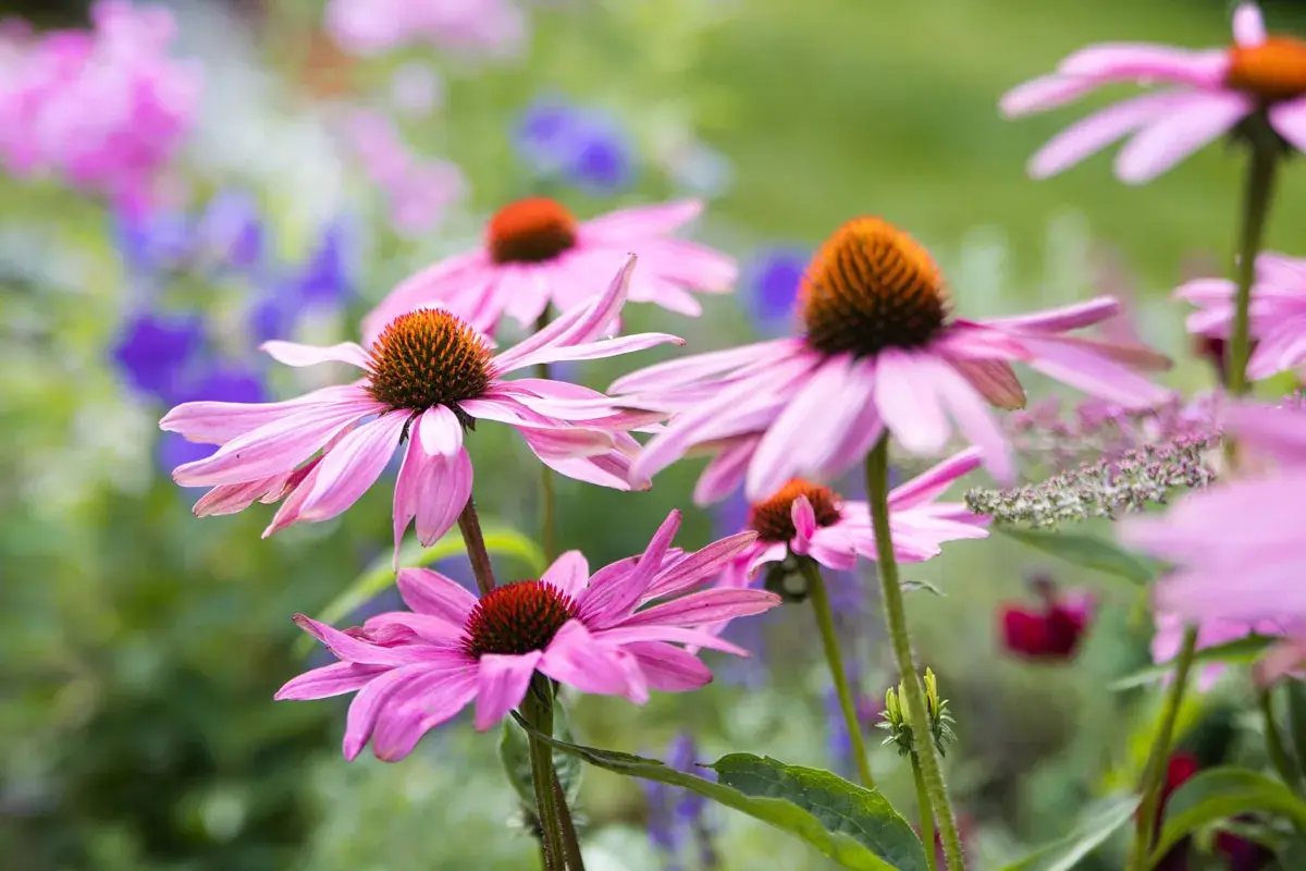 Fiori di echinacea rosa in un giardino. Si dice che l'echinacea abbia effetti benefici sull'intestino, supportando il benessere generale.