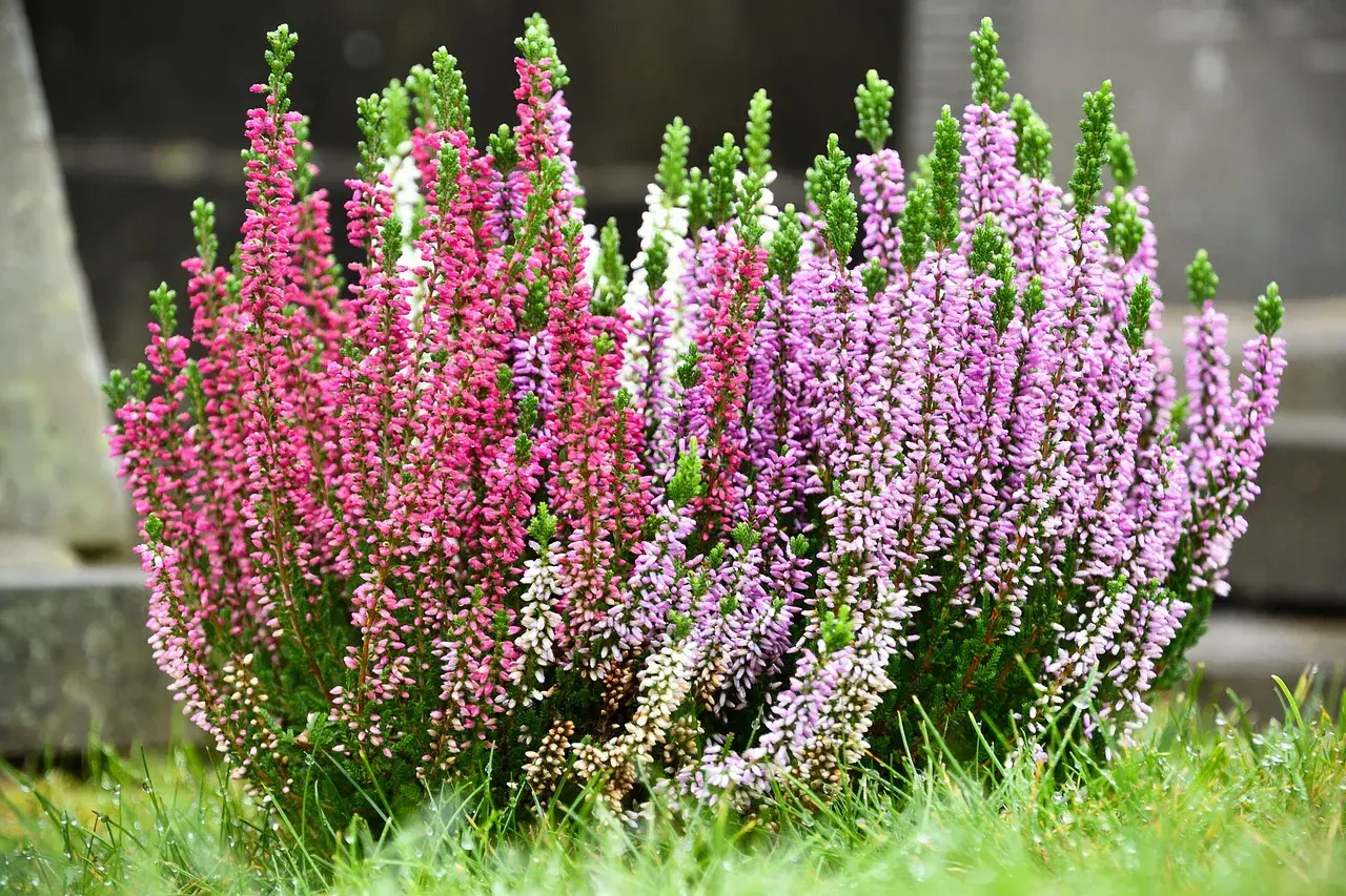 Un cespuglio di piante autunnali esterno con fiori rosa e viola, su un prato verde bagnato.