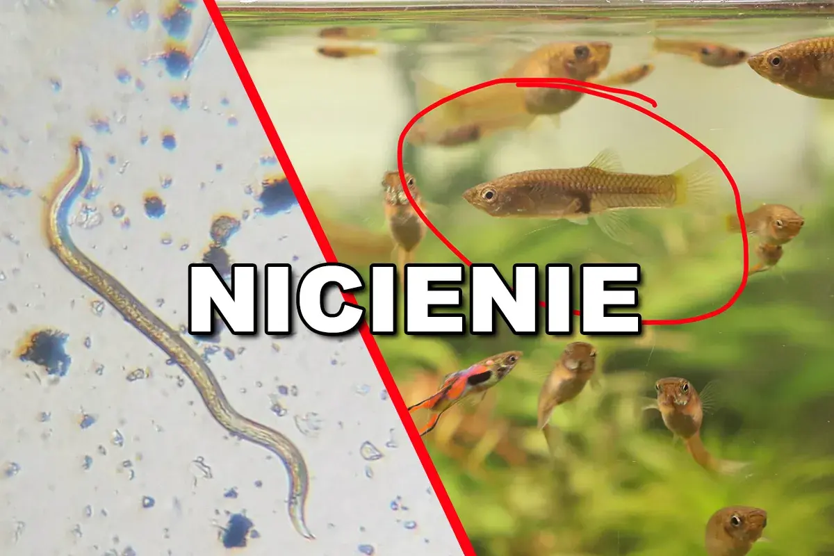 Nicienie w akwarium: z lewej strony widok pod mikroskopem na nicień, z prawej małe rybki gupiki.