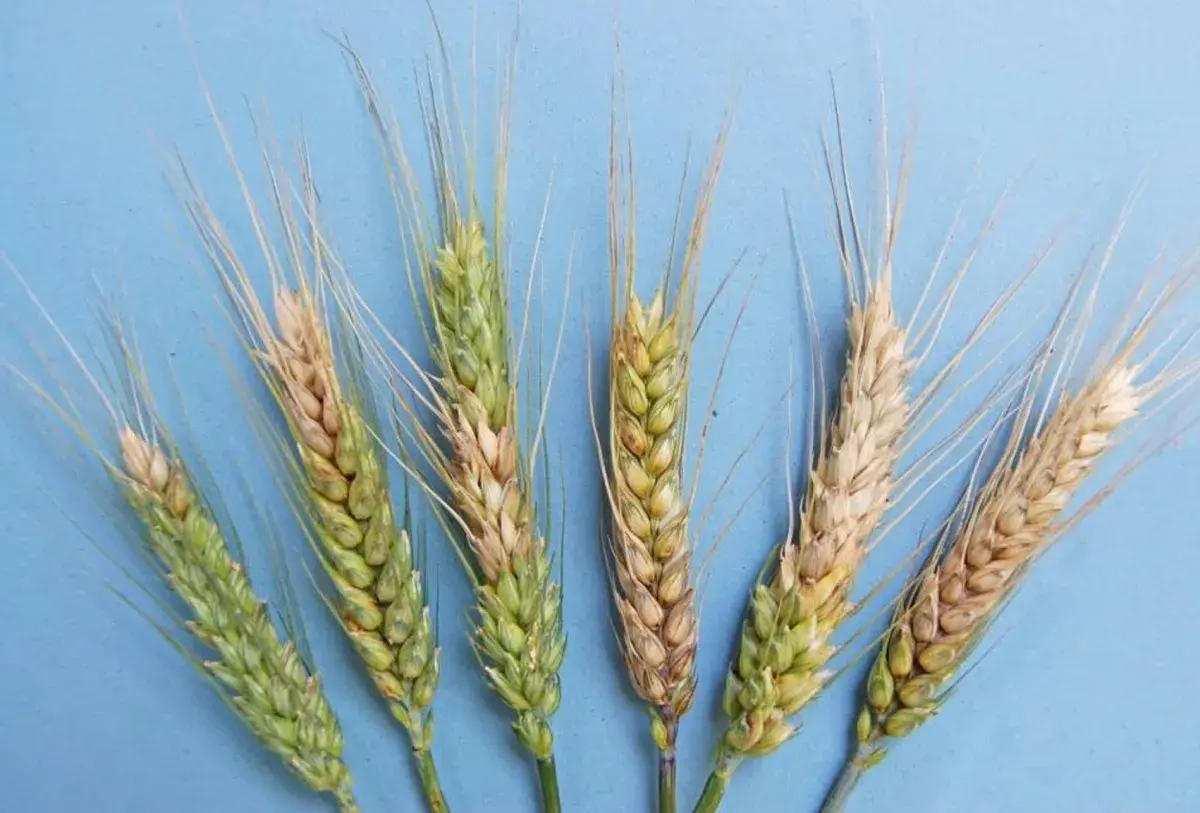 Spighe di grano con aree colpite da fusariosi, che causano scolorimento e danni ai chicchi.