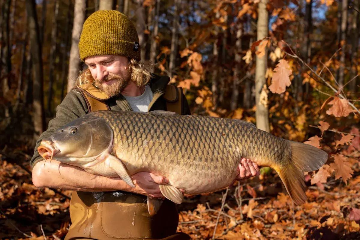 Glücklicher Angler hält stolz einen riesigen Karpfen im Herbstwald. Ein erfolgreicher Tag beim Karpfen angeln im Herbst.