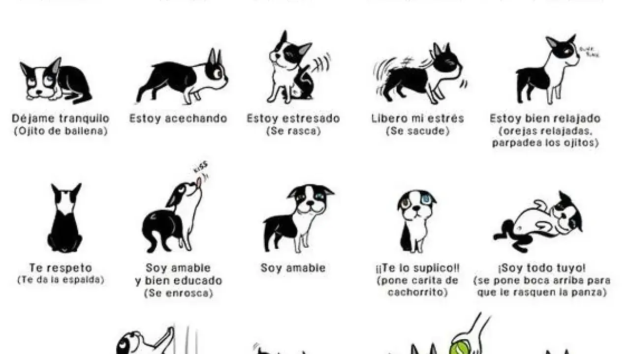 Ilustración de perros mostrando señales de calma y estrés. Un perro relajado, otro estresado rascándose, uno sacudiéndose y otro pidiendo mimos.
