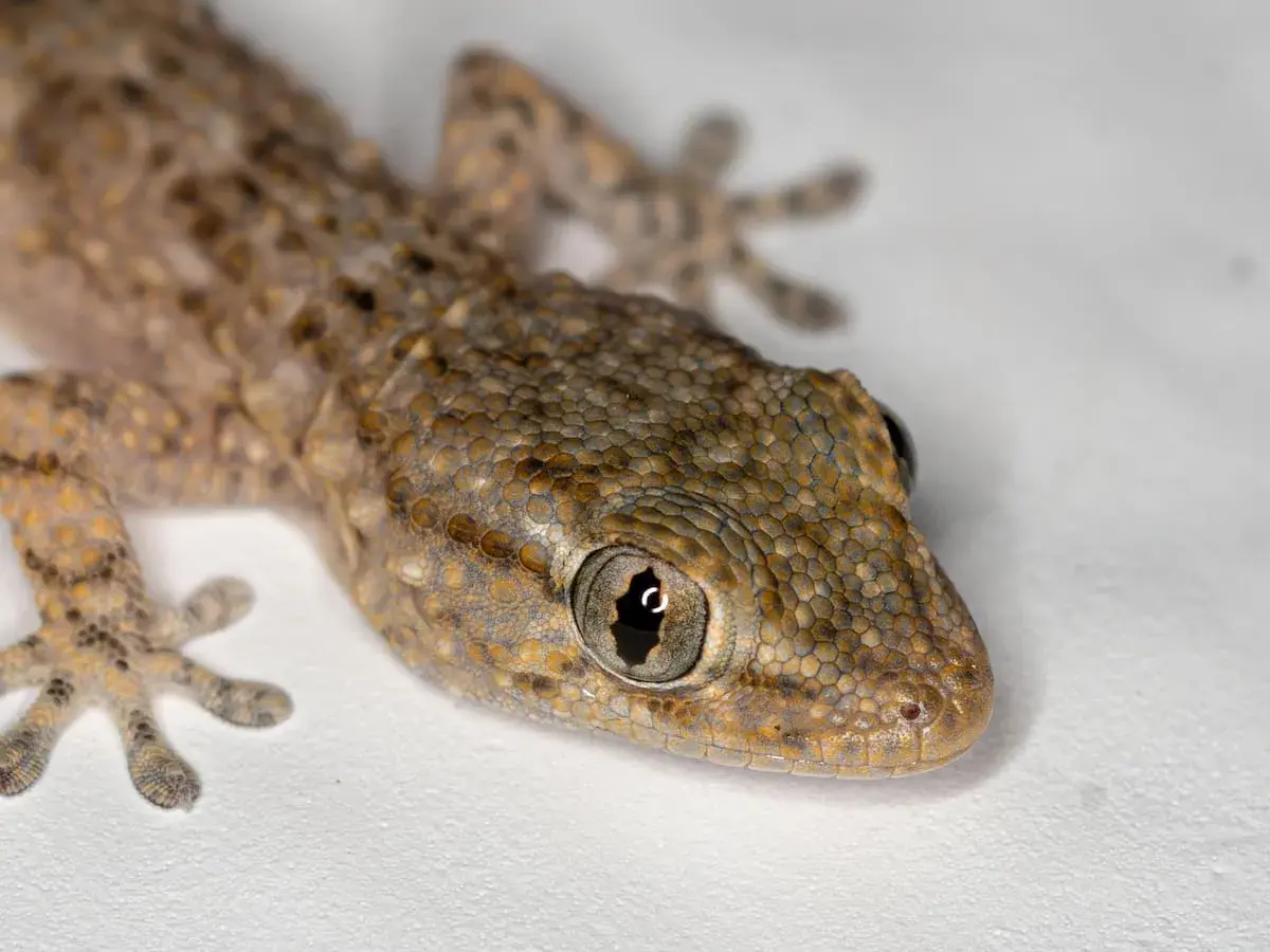 Un lagarto de piel escamosa, con ojos grandes y curiosos, parece que está a punto de empezar a soñar con lagartijas.