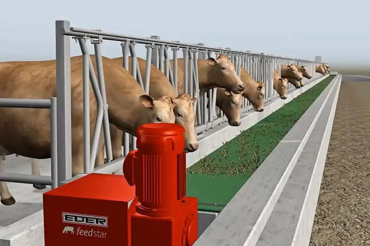 Bydło opasowe pobiera paszę treściwą z koryta. Czerwony dozownik Eder feedstar zapewnia optymalny skład paszy.