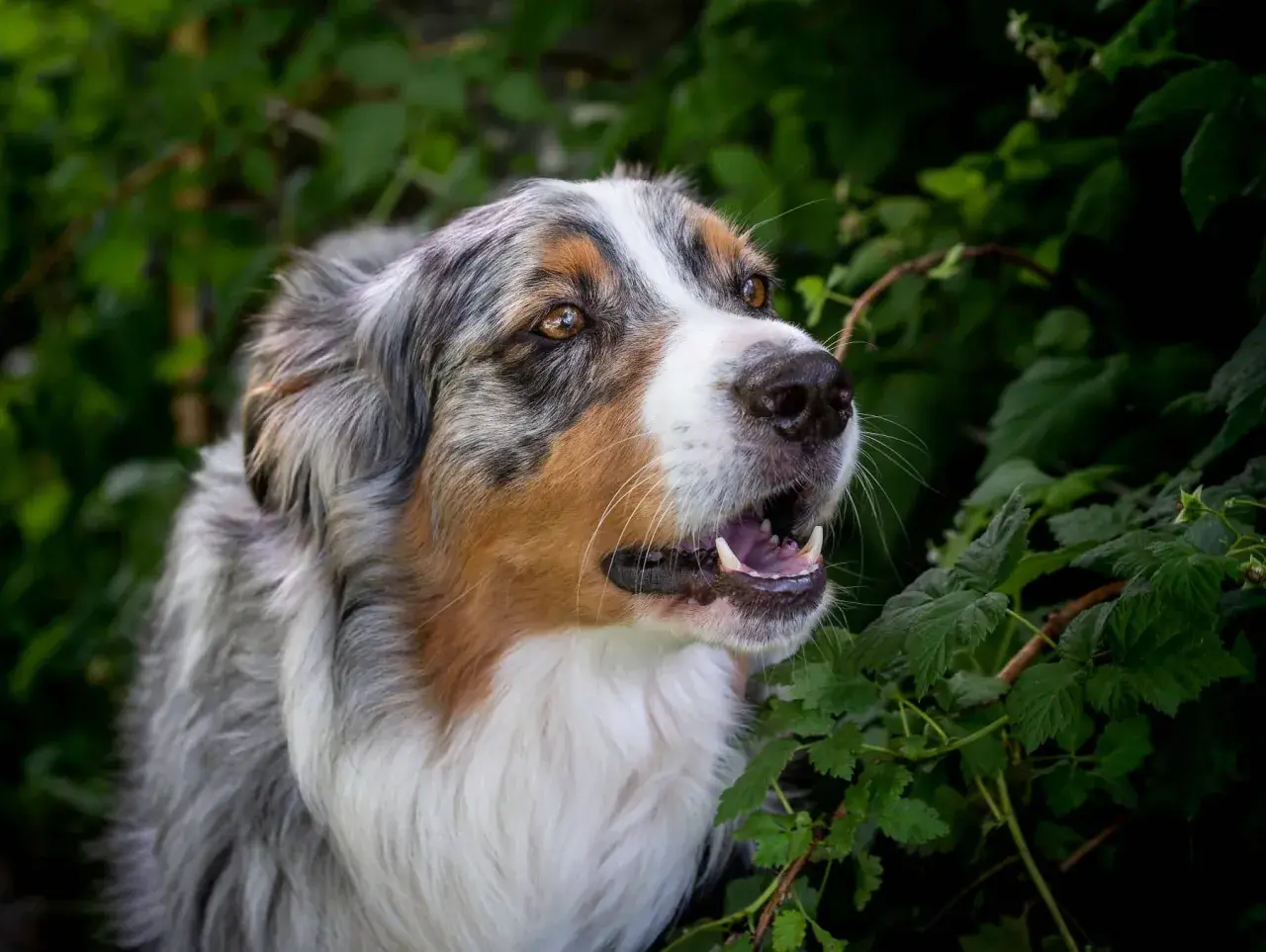 Ein wunderschöner Australian Shepherd mit auffälligen Augen und einem breiten Grinsen. Vielleicht sucht er nach Ideen für australian shepherd namen?