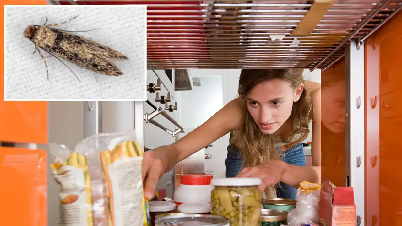 Une femme inspecte son garde-manger, cherchant comment se débarrasser des mites alimentaires. Une mite est visible en gros plan.