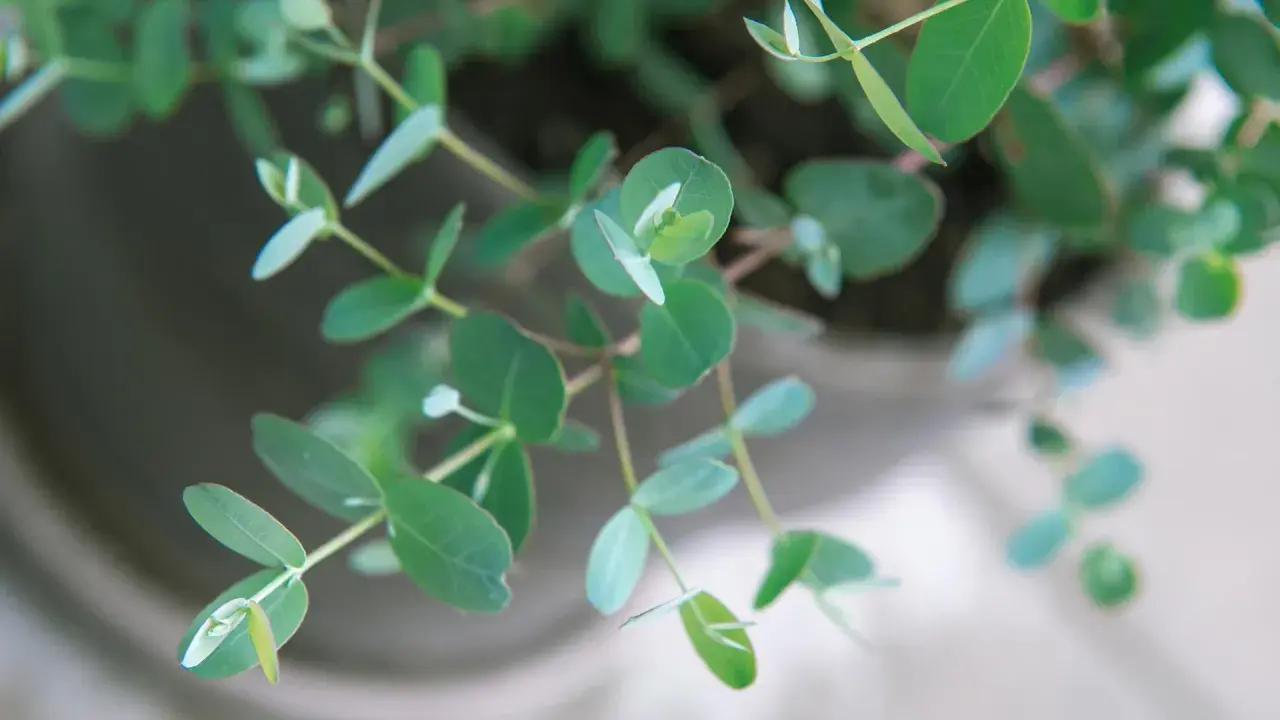 Zarte grüne Blätter einer Eukalyptus Pflanze entfalten sich im sanften Licht.