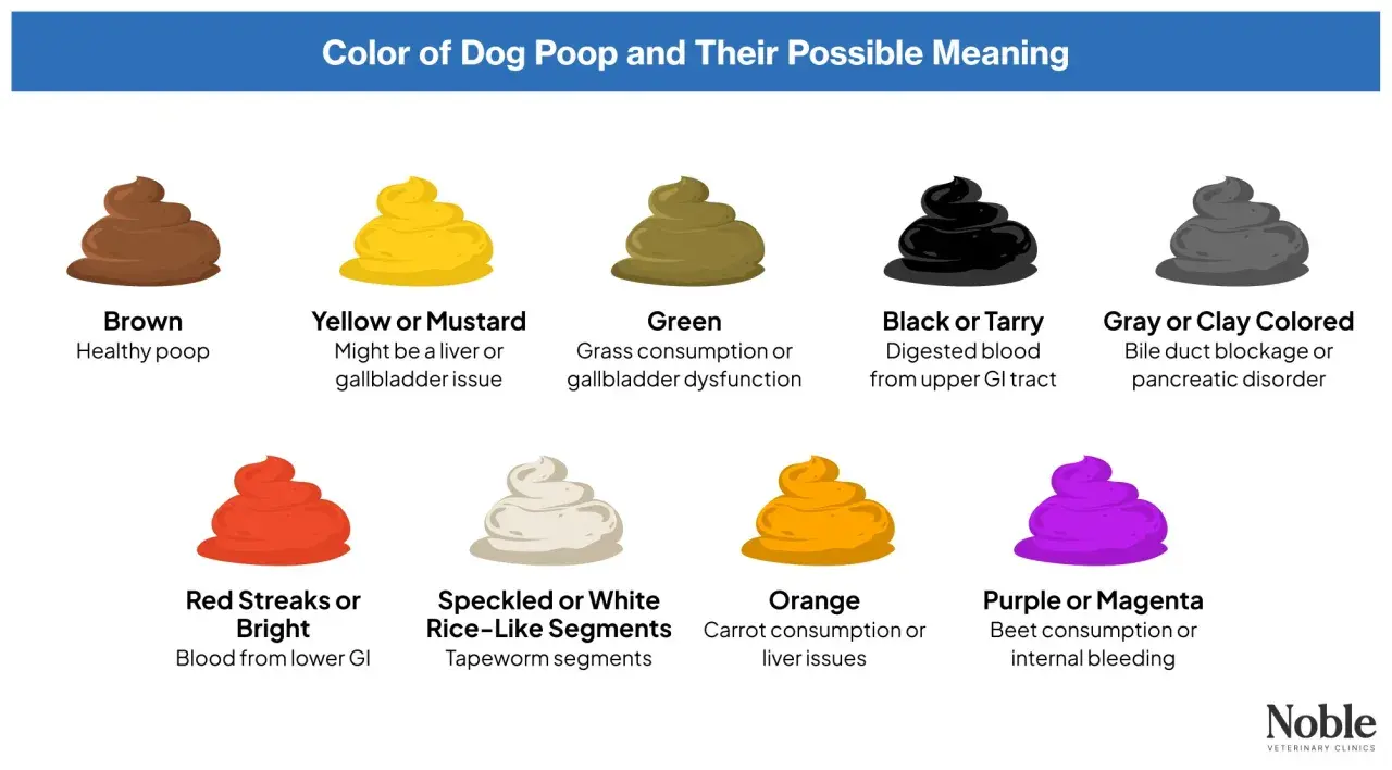 Guía de colores de heces caninas: rojo indica sangre, mi perro caga sangre, podría ser del tracto GI inferior.