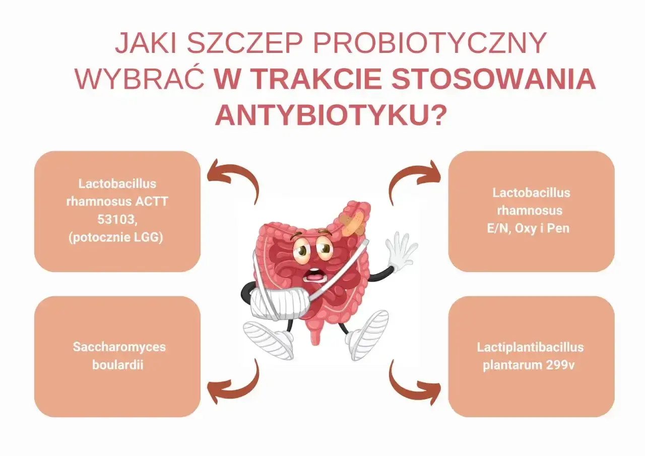 Jaki probiotyk przed czy po antybiotyku? Grafika pokazuje jelita w opasce, sugerując, że probiotyki mogą pomóc w ich regeneracji.