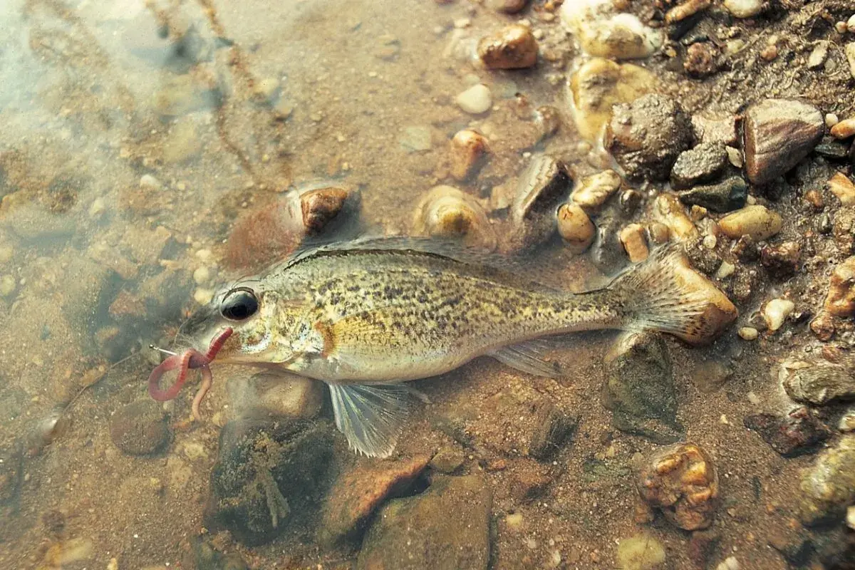 Ein Barsch mit einem Wurm im Maul, der auf einem steinigen Grund im flachen Wasser liegt. Verschiedene Barsch Arten sind faszinierend.