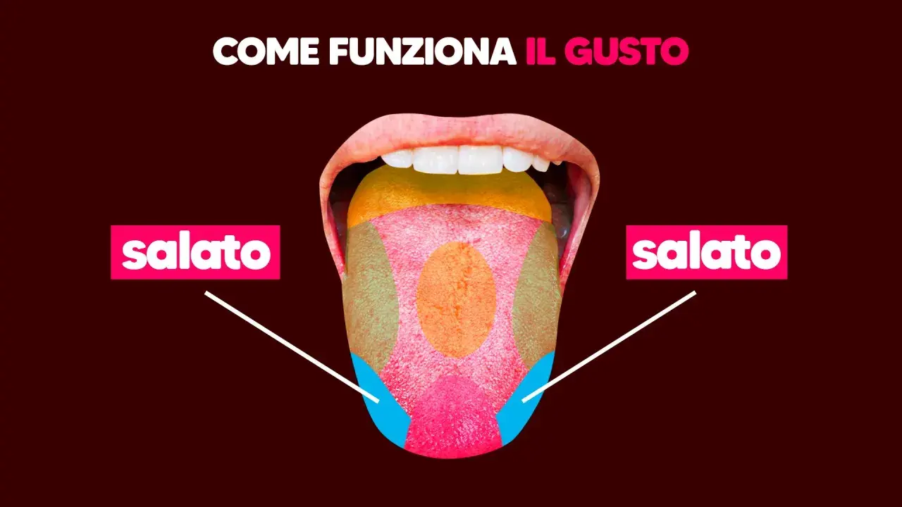 La lingua mostra le zone del gusto, con "salato" evidenziato ai lati. Capire le cause della bocca salata è importante per il benessere.