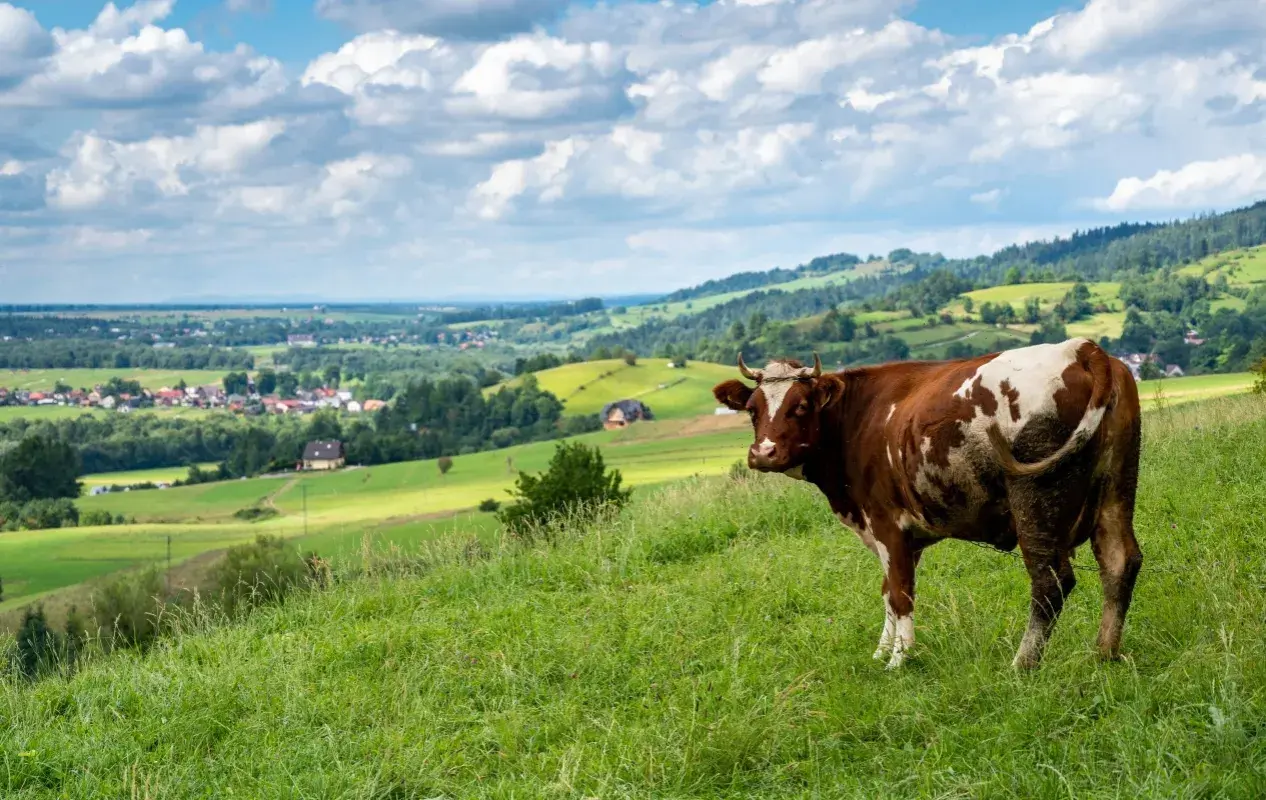 Brązowo-biała krowa na zielonym wzgórzu, w tle malowniczy krajobraz z wioską i lasami. Widok z przełęczy Snozka.