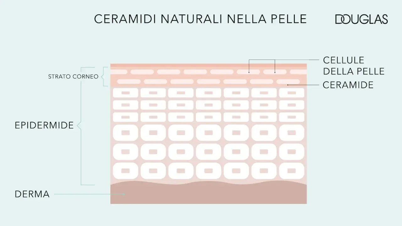 Le ceramidi si trovano nello strato corneo dell'epidermide, essenziali per la barriera cutanea.