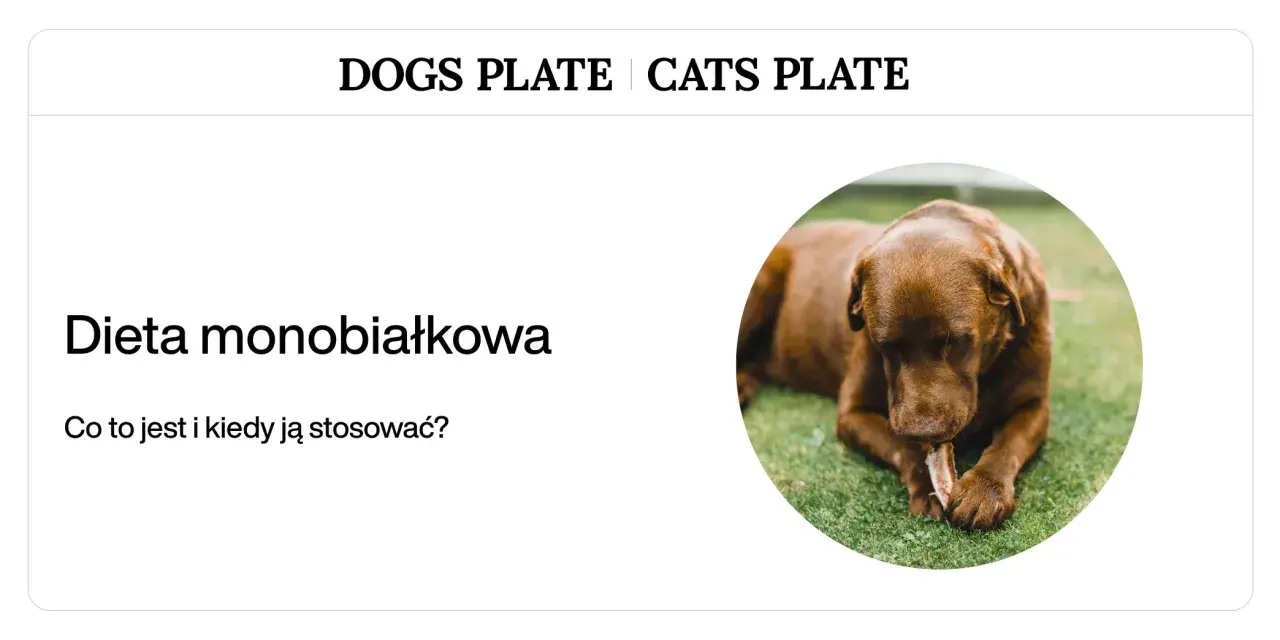 Czekoladowy piesek gryzie kość na trawie. Dowiedz się, jak odbiałkować psa i kiedy stosować dietę monobiałkową.