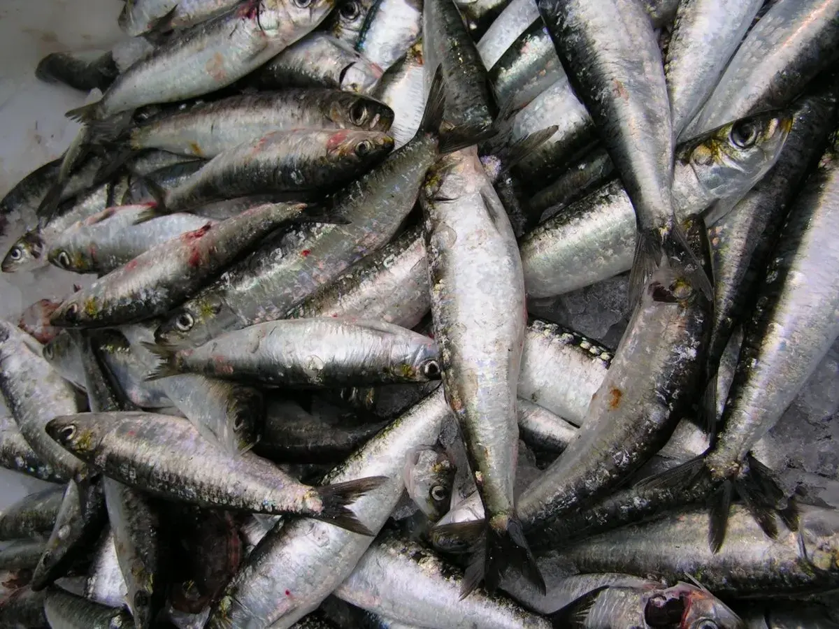 Un montón de sardinas frescas, con su piel plateada brillando, listas para ser preparadas. El **xeito que es** un arte de pesca tradicional gallego, captura estos pequeños peces.