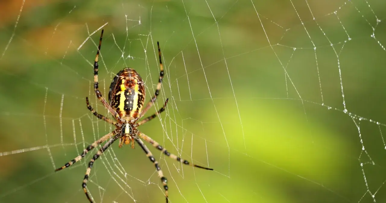 Lęk przed pająkami (arachnofobia): Poznaj objawy i pokonaj strach!