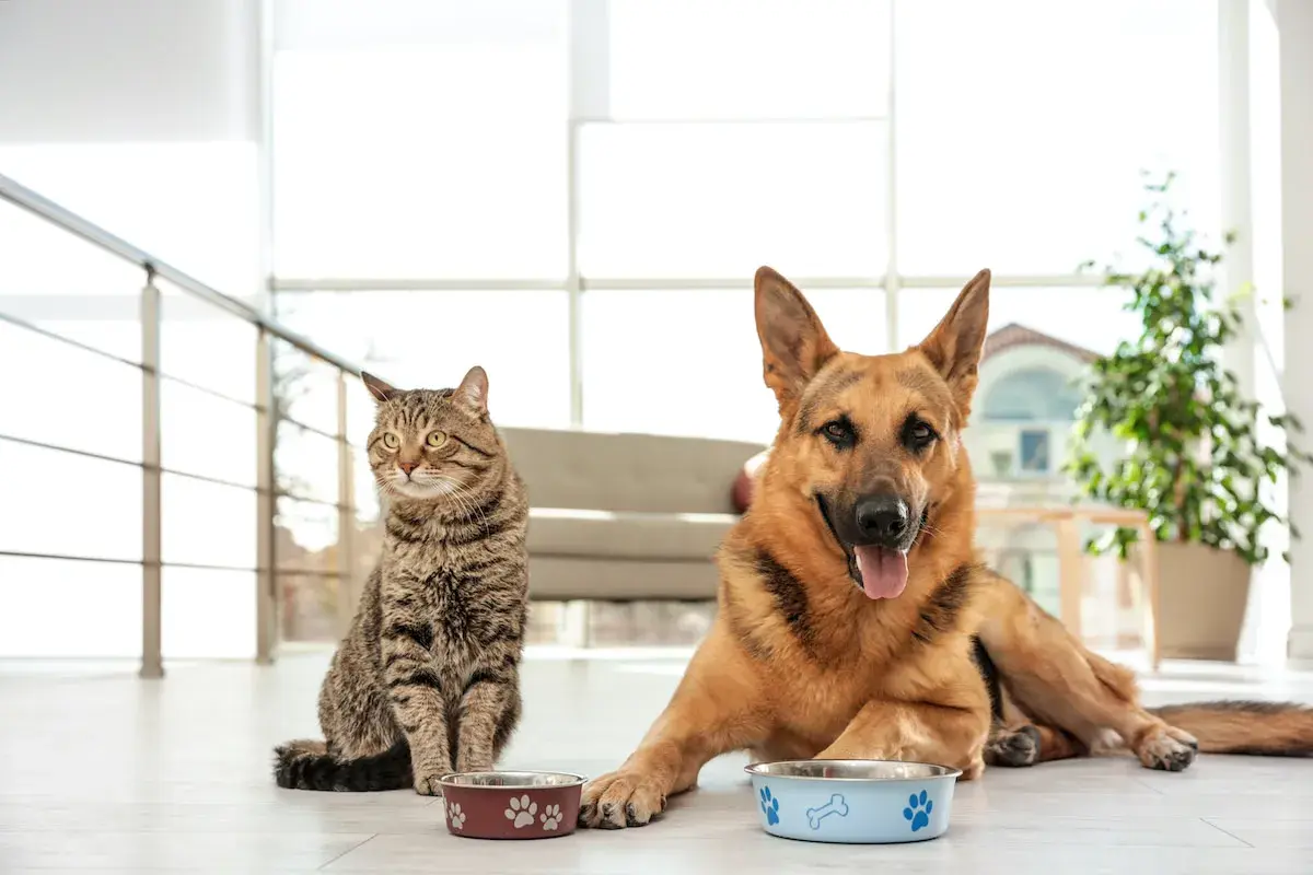 A German Shepherd and a tabby cat sit by their food bowls. This image prompts the question: can dogs eat cat food?