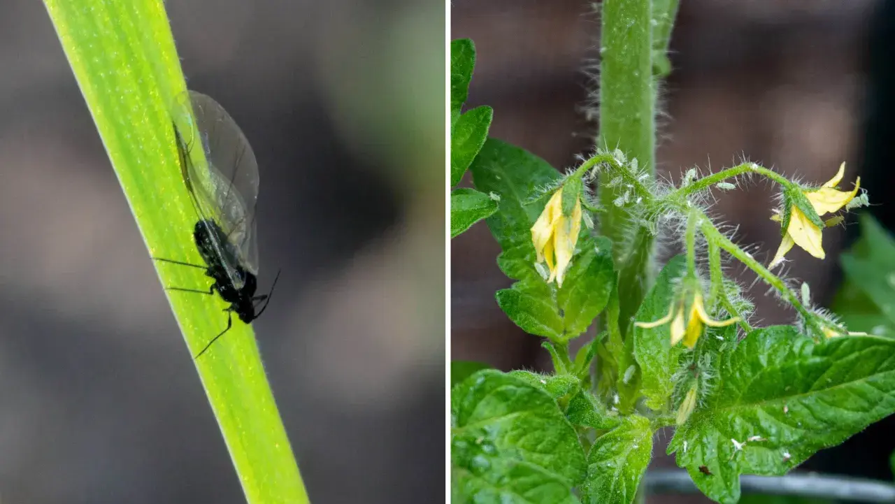 En svart bladlöss på ett grönt strå och många små gröna bladlöss som kryper på en tomatplanta med gula blommor. Ohyra på tomatplantor kan vara ett stort problem.