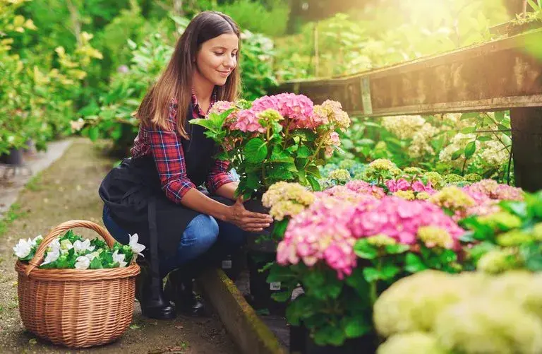 Kiedy sezon na hortensje? Odkryj najlepszy czas na sadzenie