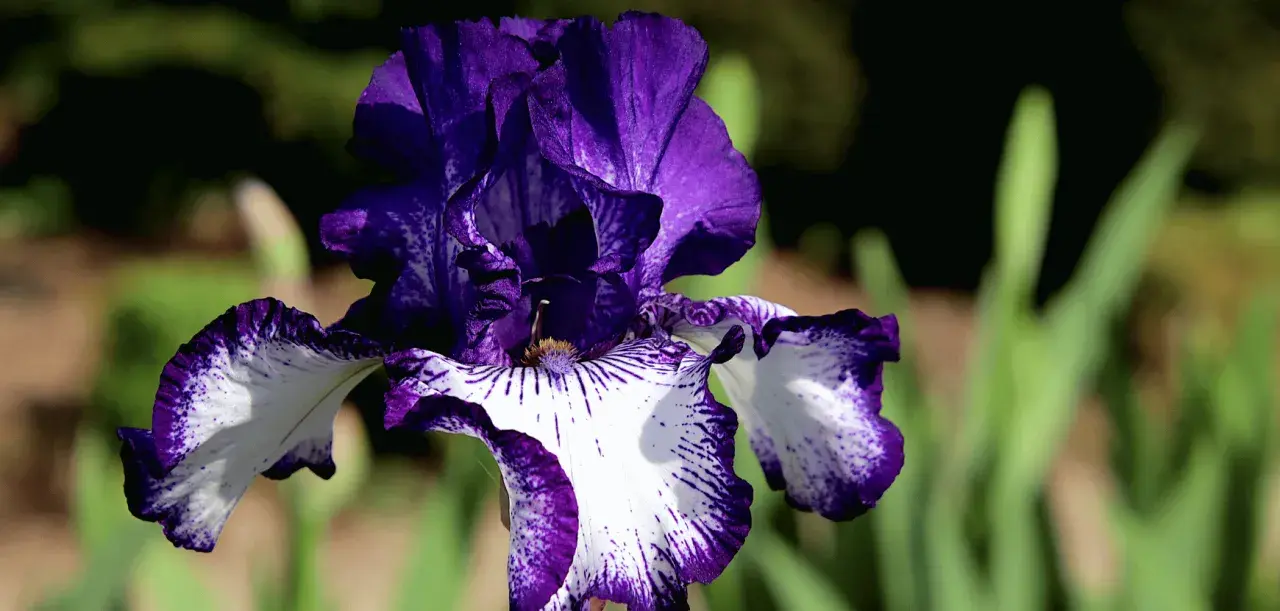Magnifique iris bicolore, violet et blanc, aux pétales ondulés. Idéal pour savoir quand planter des iris et embellir votre jardin.