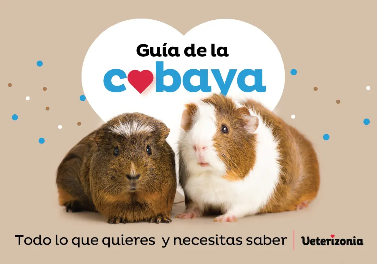 Dos cobayas adorables posan para una guía sobre qué comen las cobayas. Texto: "Guía de la cobaya. Todo lo que quieres y necesitas saber.