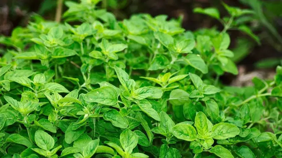 Gdzie kupić herbatę z oregano - najlepsze sklepy i sprawdzone marki